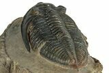 Zlichovaspis Trilobite - Atchana, Morocco #260368-4